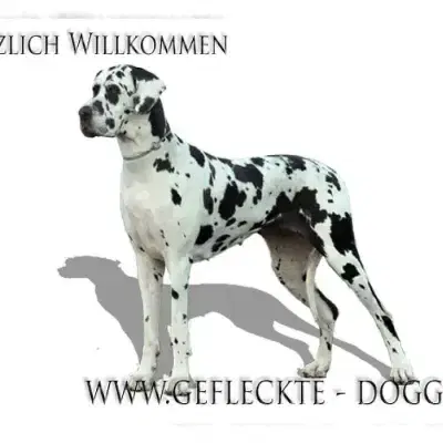 vom Garten Harlekin cover