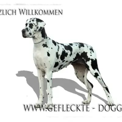 vom Garten Harlekin cover