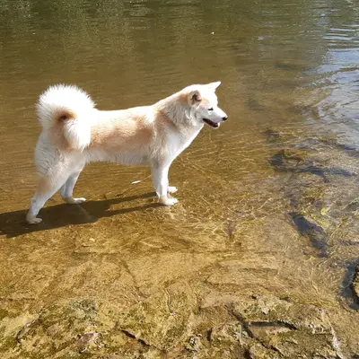Galerie-Bild von Akitas von den Holledauer Hügeln in Bayern, mit Eindrücken unserer Akita-Zucht.
