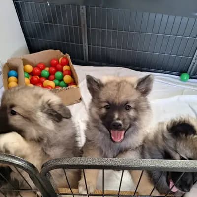 Bild aus Wolfsspitze vom Wattenlöper  in Niedersachsen, wo unsere Wolfsspitz-Hunde in einer liebevollen Umgebung aufwachsen.