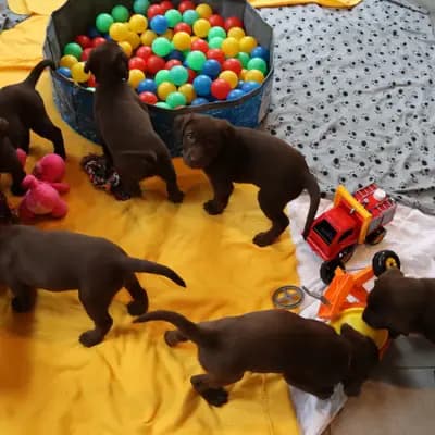 Bild aus Labradorzucht von der alten Oberförsterei in Thüringen, wo unsere Labrador Retriever-Hunde in einer liebevollen Umgebung aufwachsen.