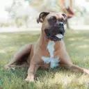 Deutscher Boxer
