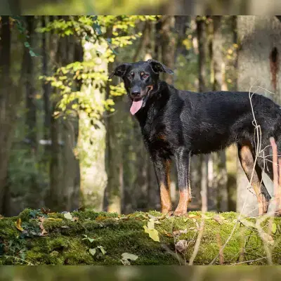 Nantosvelta’s cover