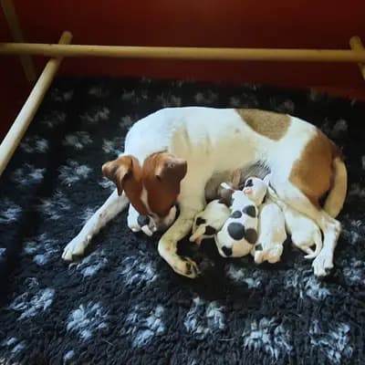 Bild aus vom Reichenwalder Land in Brandenburg, wo unsere Parson Russell Terrier-Hunde in einer liebevollen Umgebung aufwachsen.