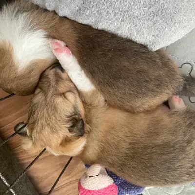 Bild aus Luxiole in Baden-Württemberg, wo unsere Shetland Sheepdog-Hunde in einer liebevollen Umgebung aufwachsen.