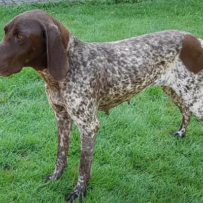 Foto von Esa von der Tannenburg, einem Deutsch Kurzhaar-Elternhund in Niedersachsen.