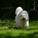 Coton de Tulear