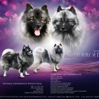 U-Wurf von der Römerroute – Spitz Loup Wurf, Niedersachsen, Élevé par Despinas Zauberwölfe Wolfsspitzzucht