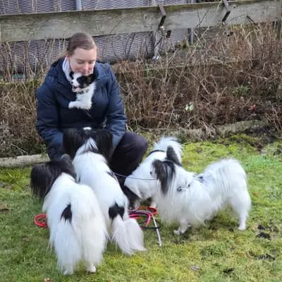 Galerie-Bild von Papillons von der Flussaue  in Niedersachsen, mit Eindrücken unserer Kontinentaler Zwergspaniel (Papillon)-Zucht.