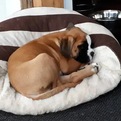 vom Elisabeth-Brunnen cover