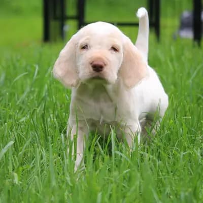 Galerie-Bild von Spinone Italiano vom Bergheimer Hof in Baden-Württemberg, mit Eindrücken unserer Spinone Italiano-Zucht.