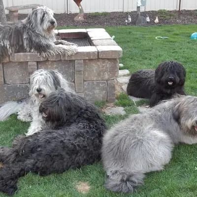 Galerie-Bild von von den Keksdieben in Baden-Württemberg, mit Eindrücken unserer Bergamasker Hirtenhund-Zucht.