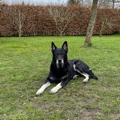 Foto von Mary-Jane von V.I., einem Osteuropäischer Schäferhund-Elternhund in Niedersachsen.