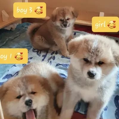Galerie-Bild von Akitaostbelgien Go Haiben Shunzansou in Wallonische Region, mit Eindrücken unserer Akita-Zucht.