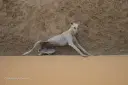 Sloughi