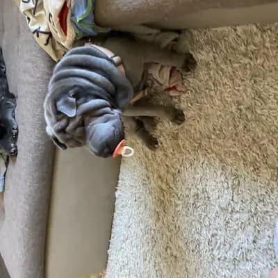 Foto von Malou, einem Shar Pei-Elternhund in Baden-Württemberg.