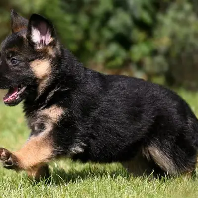 Kira - Deutscher Schäferhund Welpe in Berlin