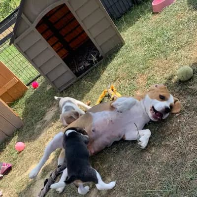 Bild aus Vom Steinbrink  in Niedersachsen, wo unsere Beagle-Hunde in einer liebevollen Umgebung aufwachsen.