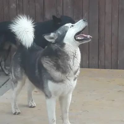 Galerie-Bild von Yukon Alaska Malamutes in Niederösterreich, mit Eindrücken unserer Alaskan Malamute-Zucht.
