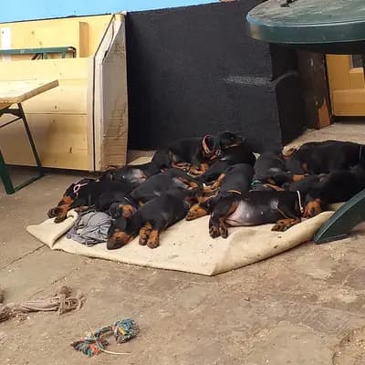 Bild aus Von der Sickingerburg in Rheinland-Pfalz, wo unsere Dobermann-Hunde in einer liebevollen Umgebung aufwachsen.