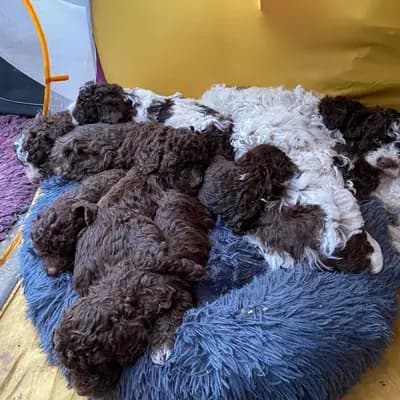 Bild aus Lagotto Romagnolo vom Tietenhof in Niedersachsen, wo unsere Lagotto Romagnolo-Hunde in einer liebevollen Umgebung aufwachsen.