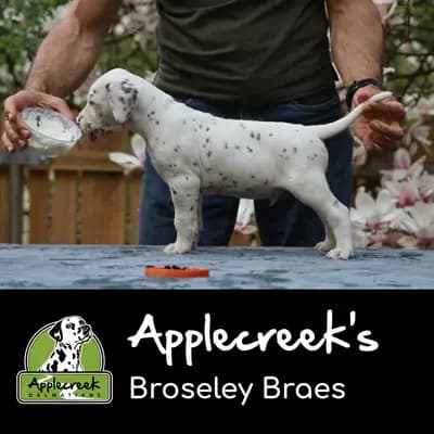 Applecreek’s Broseley Braes – Dalmatiner Welpe, Bayern, Aufgezogen von Applecreek 