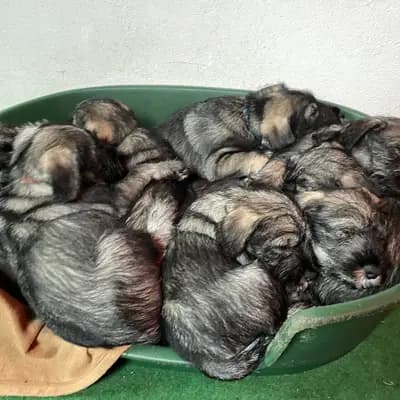 Galerie-Bild von Hundezucht von den Kalkseehexen in Brandenburg, mit Eindrücken unserer Schnauzer-Zucht.