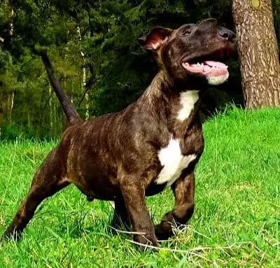 Elias – Miniature Bullterrier Welpe, Niedersachsen, Grootgebracht door Kawaakari