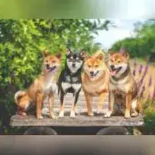 vom Mönchbergerhof cover