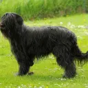 Berger de Brie (Briard)