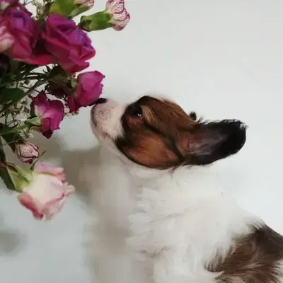 Wurfplanung Frühling 26 Papillon Welpen von der Schmetterlingsliebe - Kontinentaler Zwergspaniel (Papillon) Welpe in Baden-Württemberg
