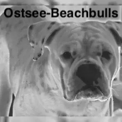 Ostsee-Beachbulls cover