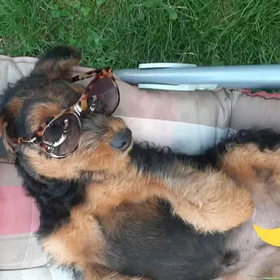 Bild aus Zwinger vom Elbsandstein in Sachsen, wo unsere Airedale Terrier-Hunde in einer liebevollen Umgebung aufwachsen.