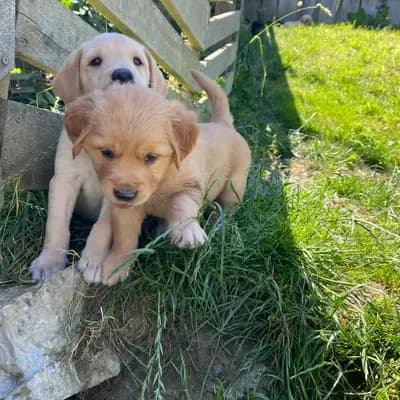 Bild aus Golden Mountain Spring`s in Steiermark, wo unsere Labrador Retriever-Hunde in einer liebevollen Umgebung aufwachsen.
