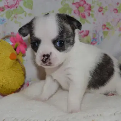 Chihuahua Babys mit Stammbaum - Chihuahua Welpe in Niedersachsen