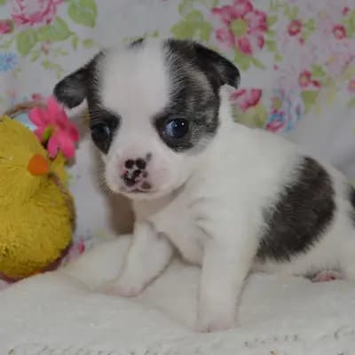 Chihuahua Babys mit Stammbaum - Chihuahua Welpe in Niedersachsen