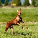 Pharaoh Hound