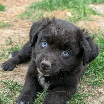 Ja – Australian Shepherd Welpe, Rheinland-Pfalz