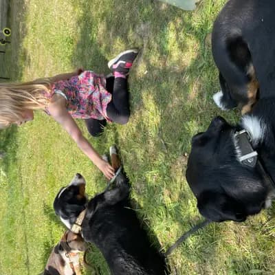 Galerie-Bild von Appenzeller Sennenhunde vom Altmarkhof in Sachsen-Anhalt, mit Eindrücken unserer Appenzeller Sennenhund-Zucht.