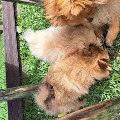 Bild aus Zwinger vom Wällerland  in Sachsen-Anhalt, wo unsere Zwergspitz-Hunde in einer liebevollen Umgebung aufwachsen.