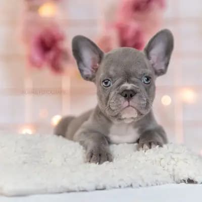 Galerie-Bild von Bully-Traum  in Brandenburg, mit Eindrücken unserer Französische Bulldogge-Zucht.