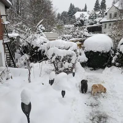 Bild aus Silke's Lebensträumchen in Schleswig-Holstein, wo unsere Pudel (Toy)-Hunde in einer liebevollen Umgebung aufwachsen.