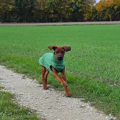 Rhodesian – Rhodesian Ridgeback Welpe, Bayern