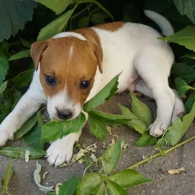 Bild aus vom Reichenwalder Land in Brandenburg, wo unsere Parson Russell Terrier-Hunde in einer liebevollen Umgebung aufwachsen.
