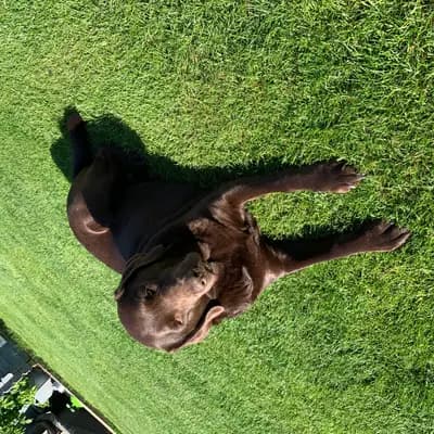 Bild aus Labrador vom Bärengraben in Baden-Württemberg, wo unsere Labrador Retriever-Hunde in einer liebevollen Umgebung aufwachsen.