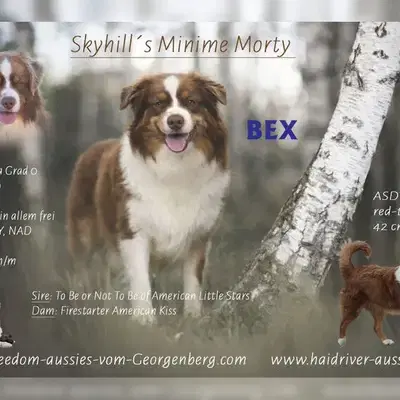 Deckrüde - Miniature Australian Shepherd ASDR, MASCA - Australian Shepherd Welpe in Bayern
