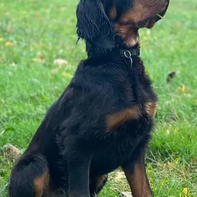 Galerie-Bild von Black Devil´s in Bayern, mit Eindrücken unserer Gordon Setter-Zucht.
