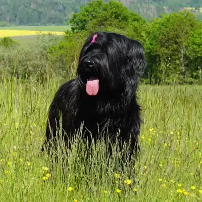 de l’amour infini cover