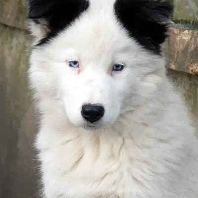 Galerie-Bild von Yakutskaya Laika Sibirskaya Zima in Schleswig-Holstein, mit Eindrücken unserer Yakutskaya Laika-Zucht.