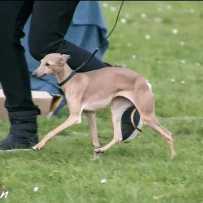 Foto von Bella, einem Italienisches Windspiel-Elternhund in Bremen.